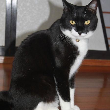 Willa Rosencat Sado Zewnętrze zdjęcie