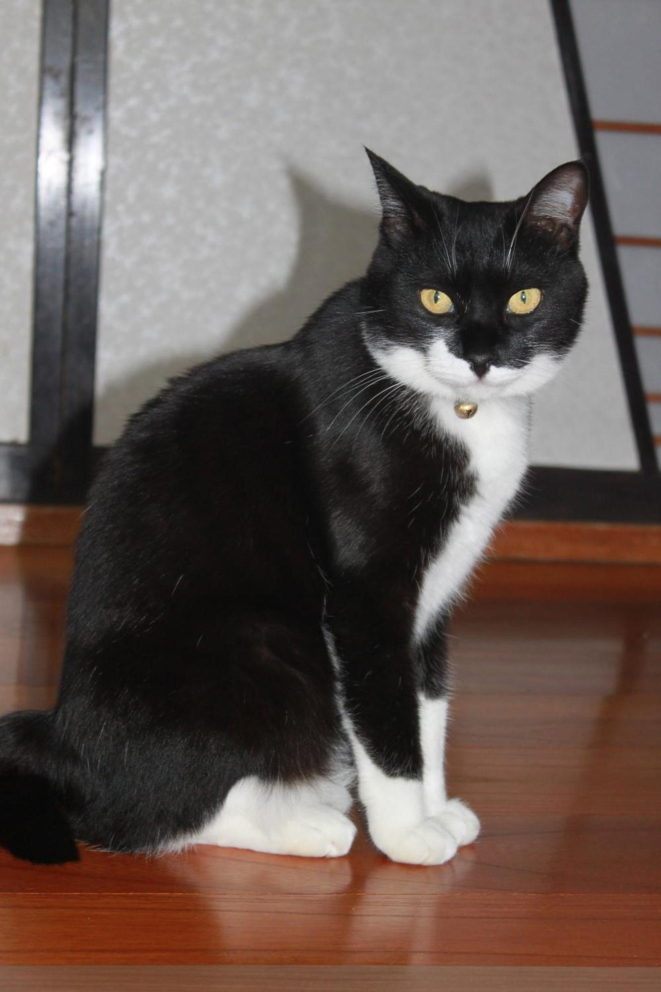 Willa Rosencat Sado Zewnętrze zdjęcie